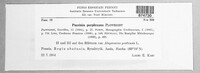 Puccinia recondita image